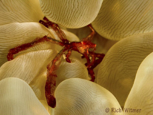 Orangutan Crab (Achaeus japonicus).  G9/Ikelite DS160s/St... by Richard Witmer 